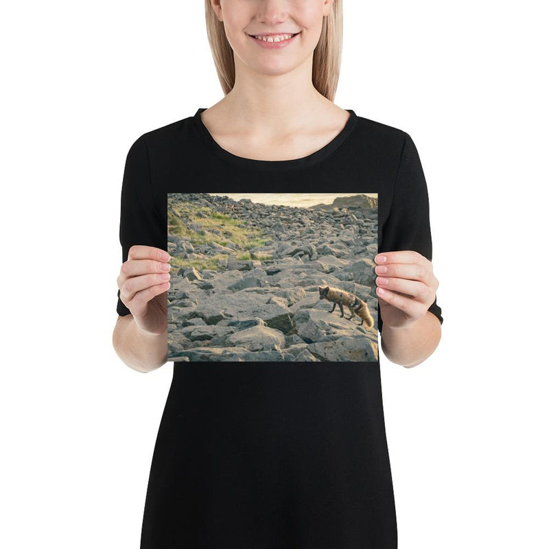 Arctic Fox - Go Wild Photography [description]  [price]