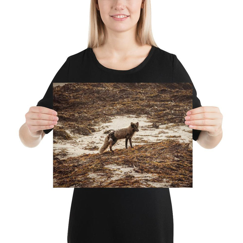 Vulpes - Go Wild Photography [description]  [price]