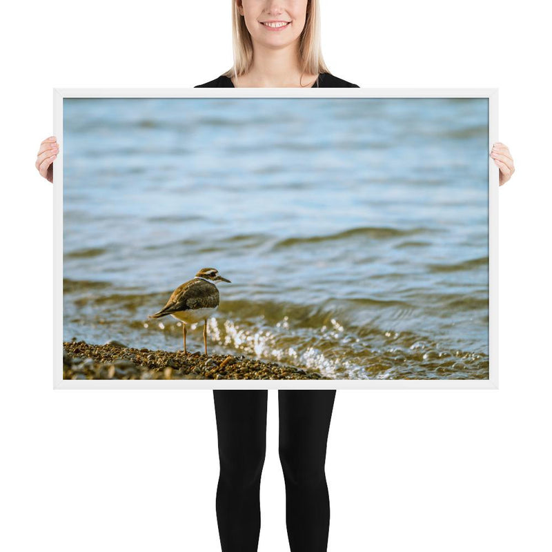 Sand Piper - Go Wild Photography [description]  [price]