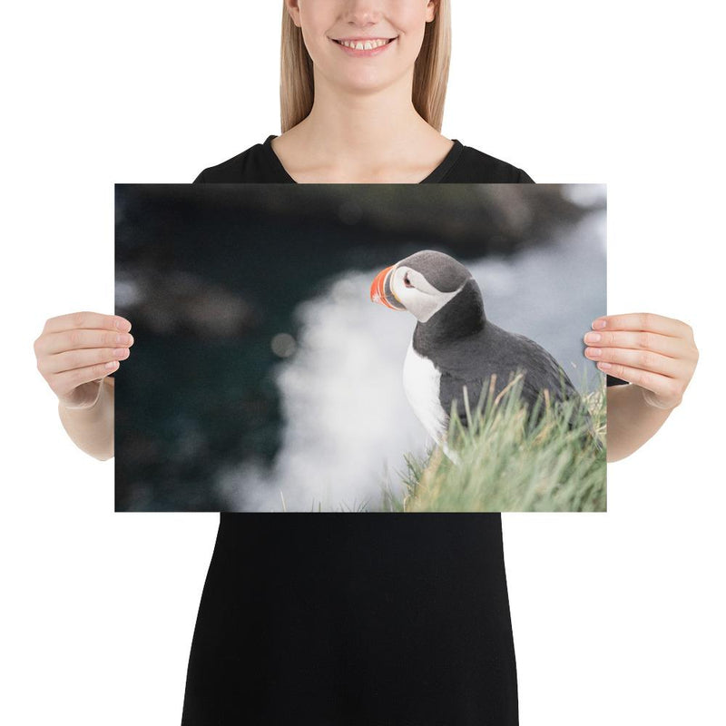 Stoic Puffin - Go Wild Photography [description]  [price]