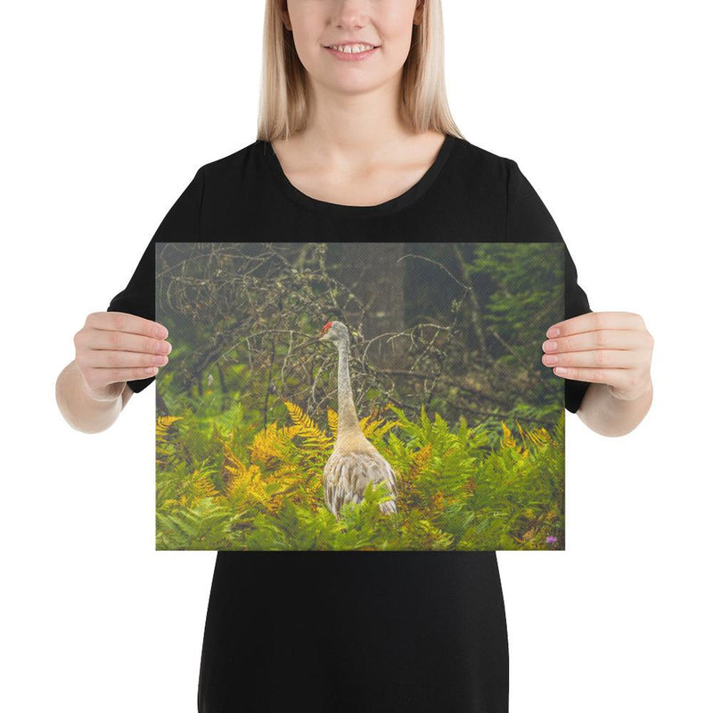 Sandhill Crane - Go Wild Photography [description]  [price]