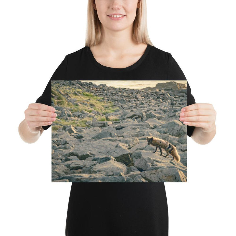 Arctic Fox - Go Wild Photography [description]  [price]