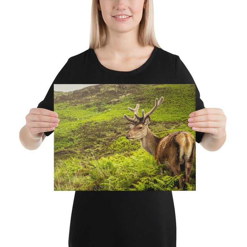 Prince of the Forest - Go Wild Photography [description]  [price]