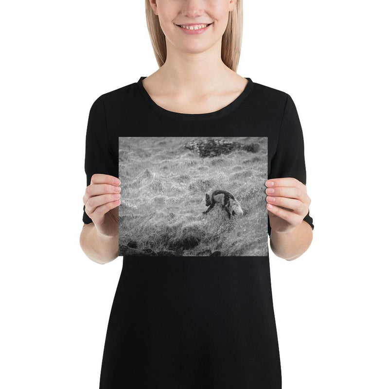 Black and Arctic Fox - Go Wild Photography [description]  [price]