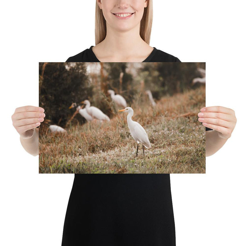 Winter Egret - Go Wild Photography [description]  [price]