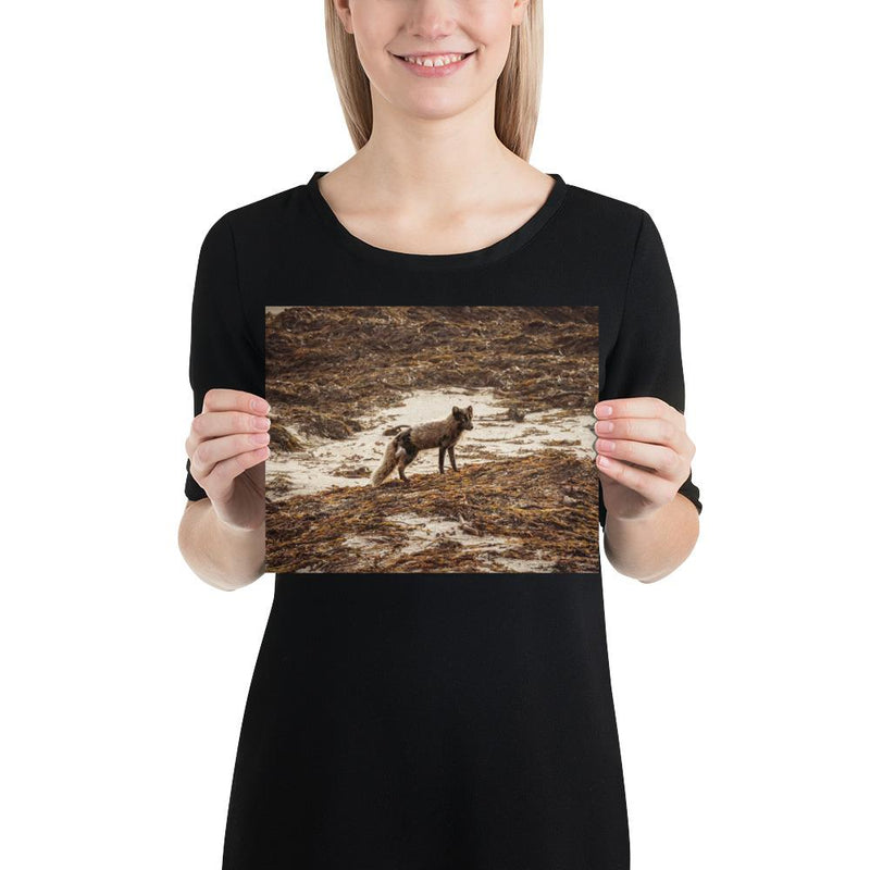 Vulpes - Go Wild Photography [description]  [price]