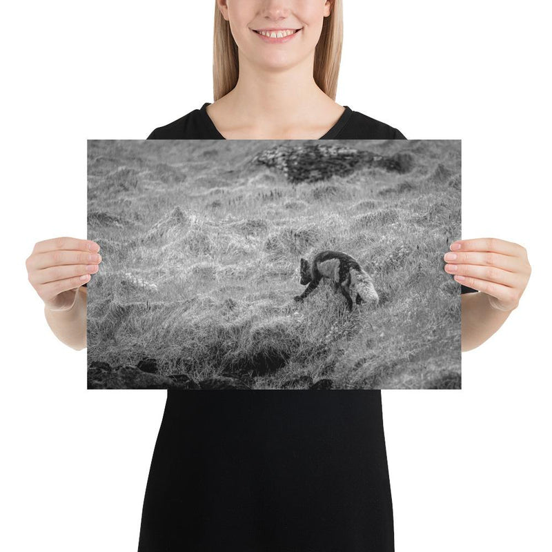 Black and Arctic Fox - Go Wild Photography [description]  [price]