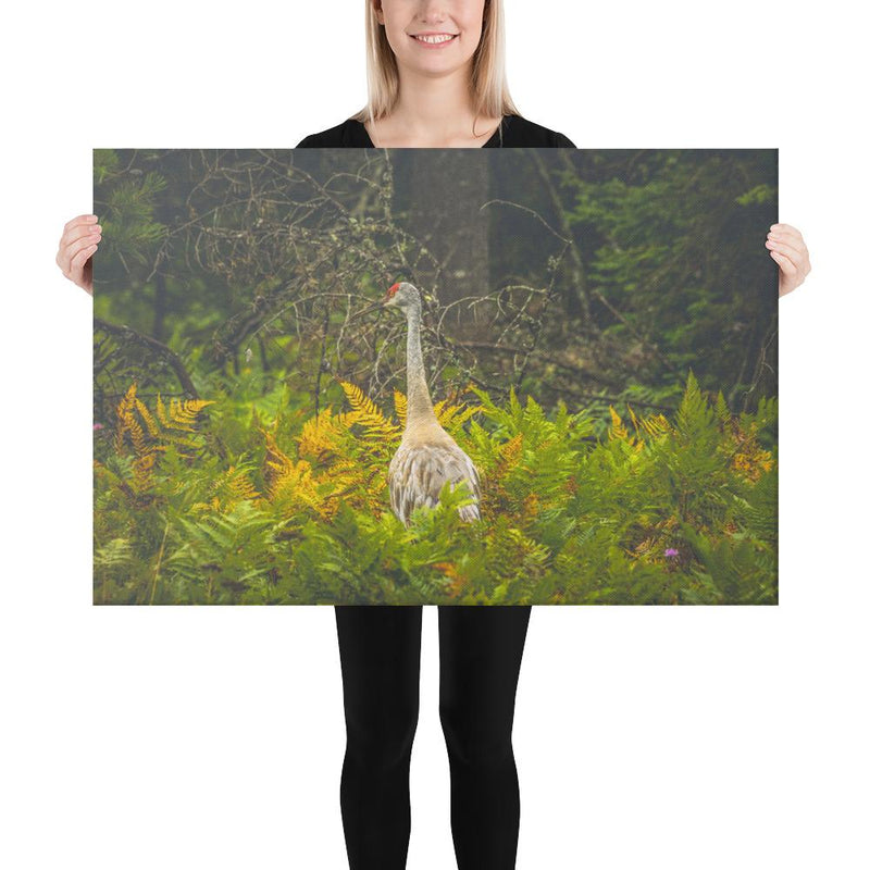 Sandhill Crane - Go Wild Photography [description]  [price]