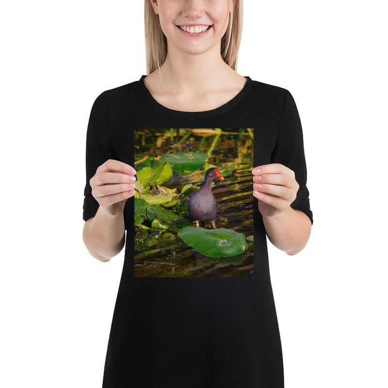 Common Moorhen - Go Wild Photography [description]  [price]