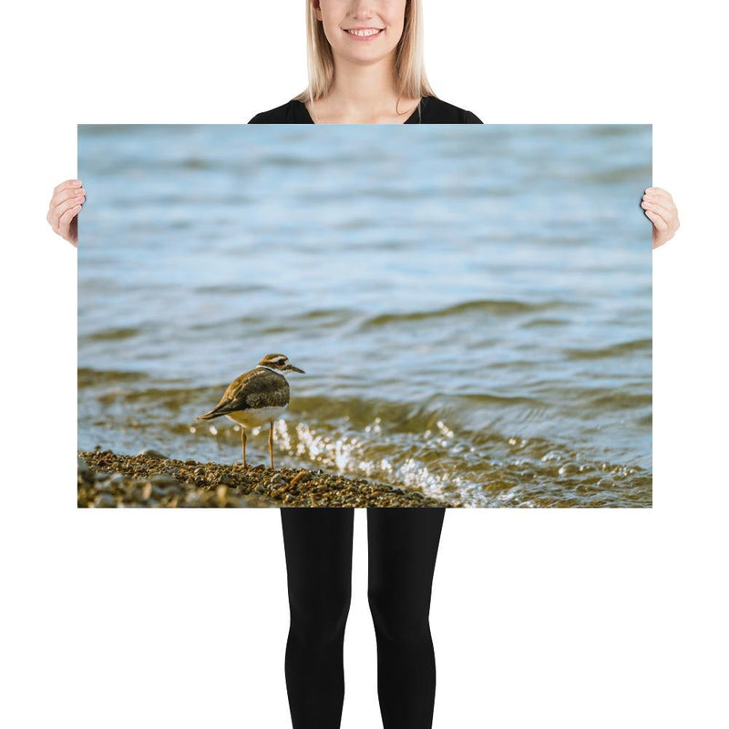 Sand Piper - Go Wild Photography [description]  [price]