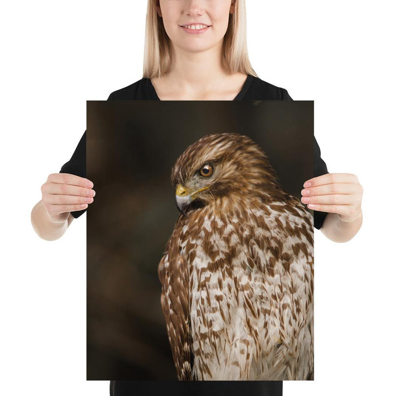 Red Shouldered Hawk - Go Wild Photography [description]  [price]