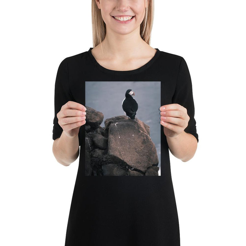 Lone Puffin - Go Wild Photography [description]  [price]