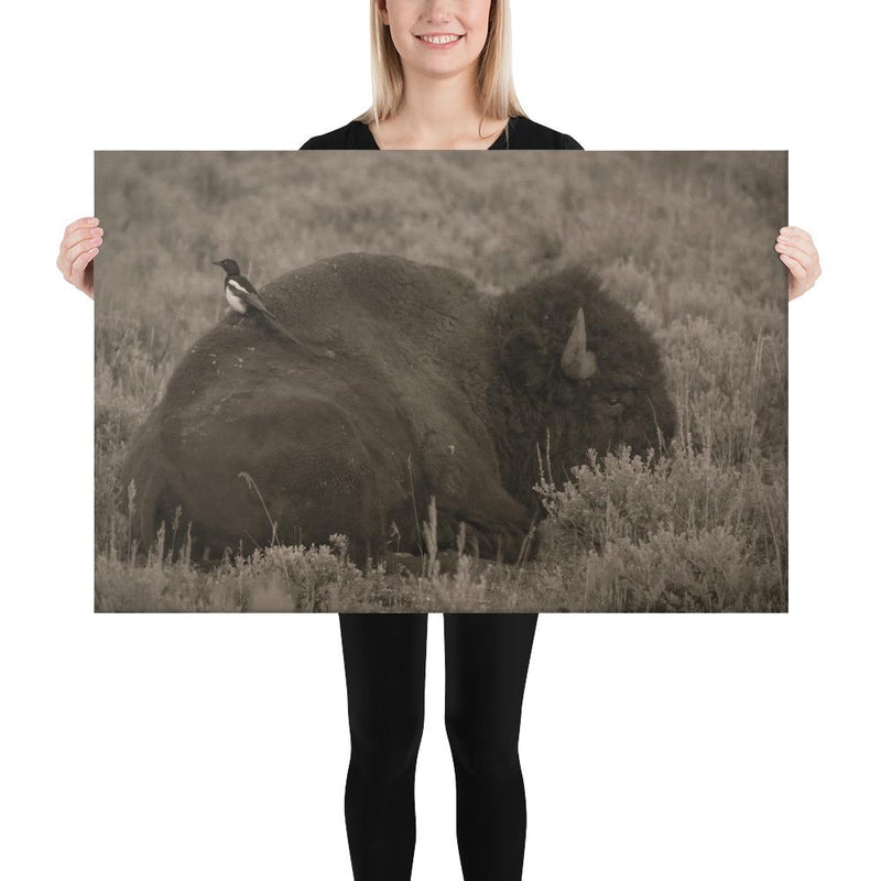 The Bison and the Magpie - Go Wild Photography [description]  [price]