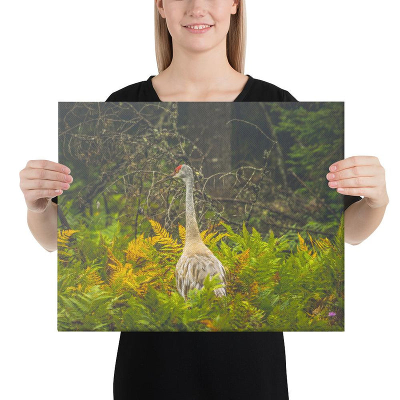 Sandhill Crane - Go Wild Photography [description]  [price]