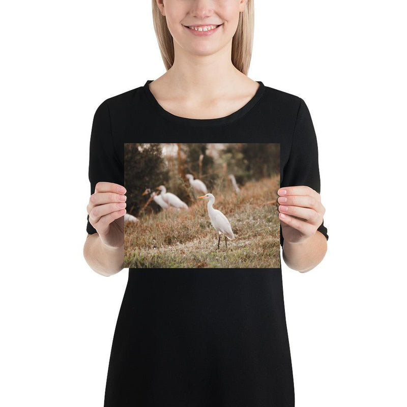 Winter Egret - Go Wild Photography [description]  [price]