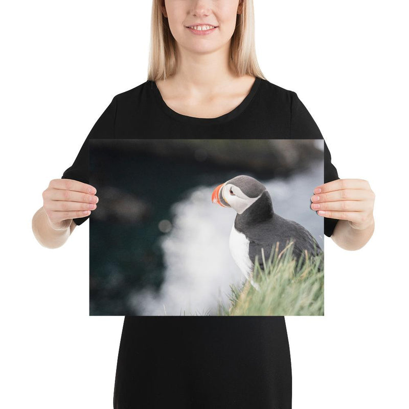 Stoic Puffin - Go Wild Photography [description]  [price]