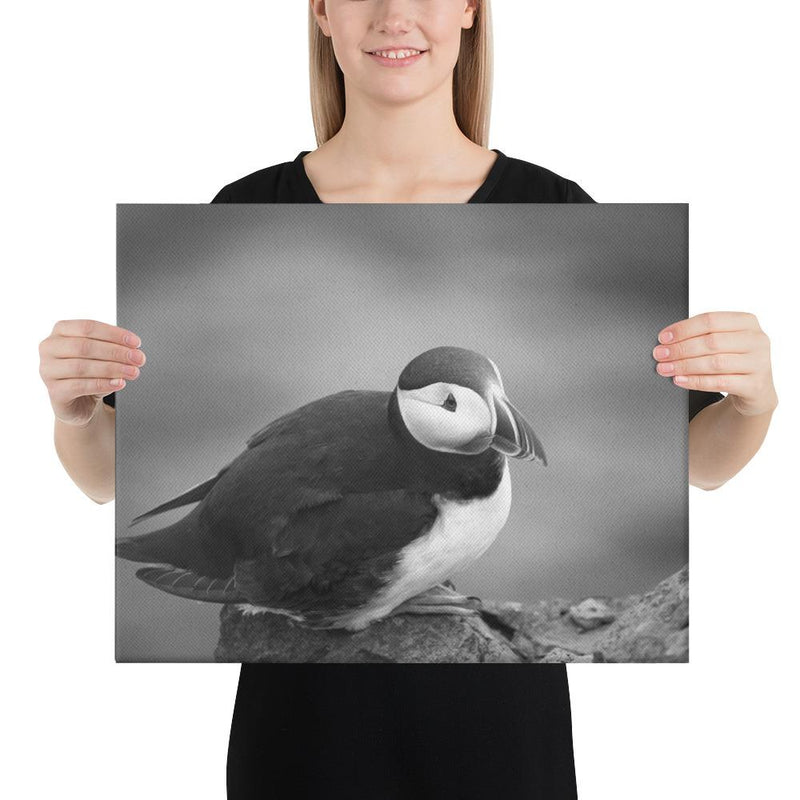 Atlantic Puffin Black and White - Go Wild Photography [description]  [price]