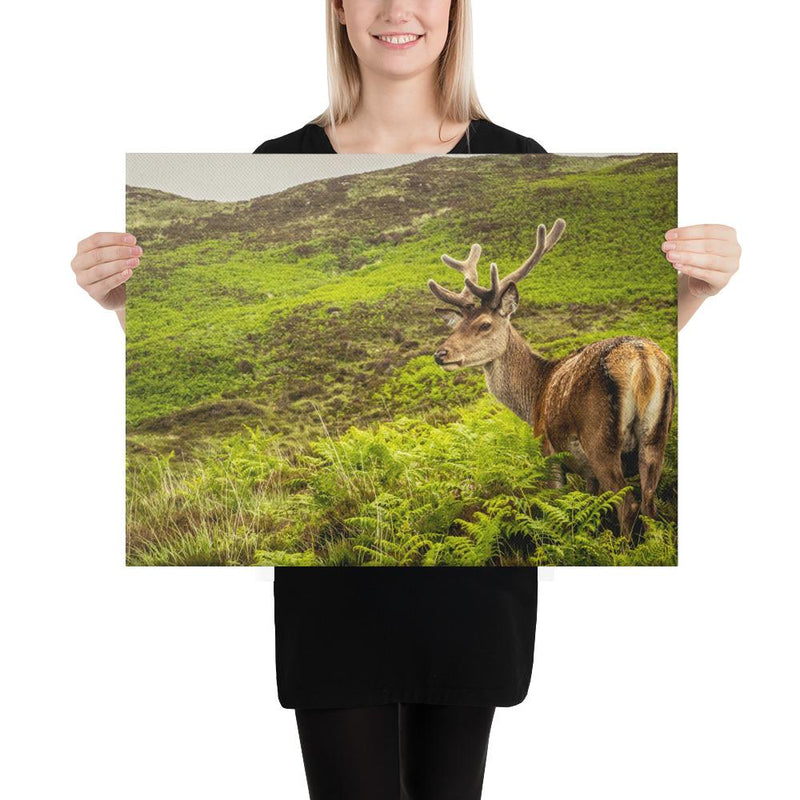 Prince of the Forest - Go Wild Photography [description]  [price]
