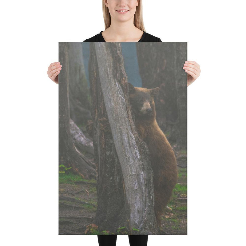 Bear Hug - Go Wild Photography [description]  [price]