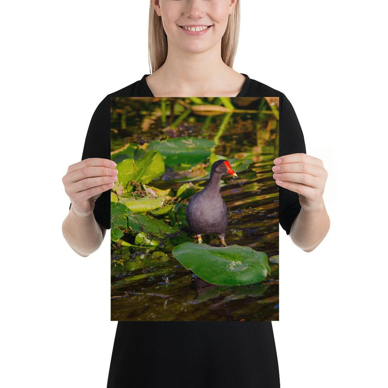 Common Moorhen - Go Wild Photography [description]  [price]