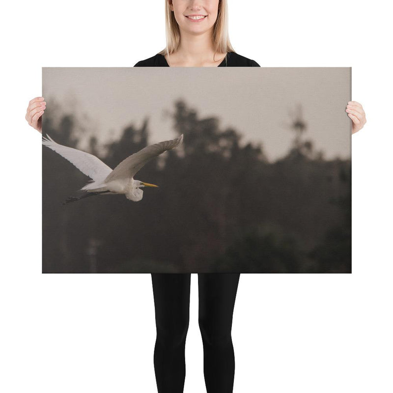Cattle Egret - Go Wild Photography [description]  [price]