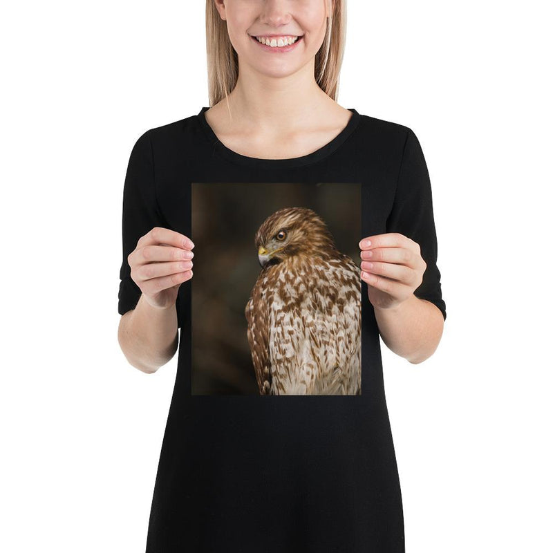 Red Shouldered Hawk - Go Wild Photography [description]  [price]