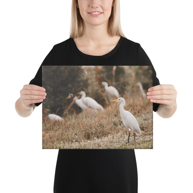 Winter Egret - Go Wild Photography [description]  [price]