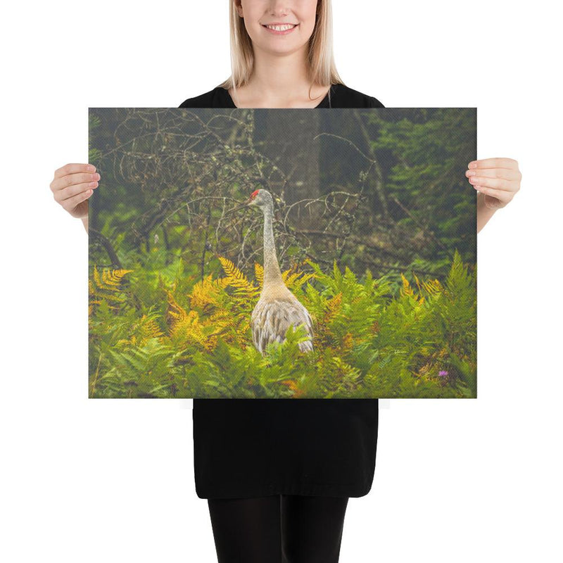 Sandhill Crane - Go Wild Photography [description]  [price]