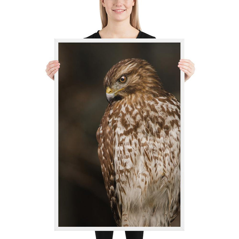 Red Shouldered Hawk - Go Wild Photography [description]  [price]