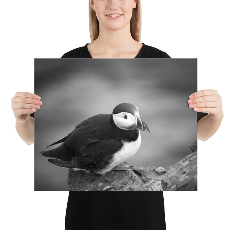 Atlantic Puffin Black and White - Go Wild Photography [description]  [price]