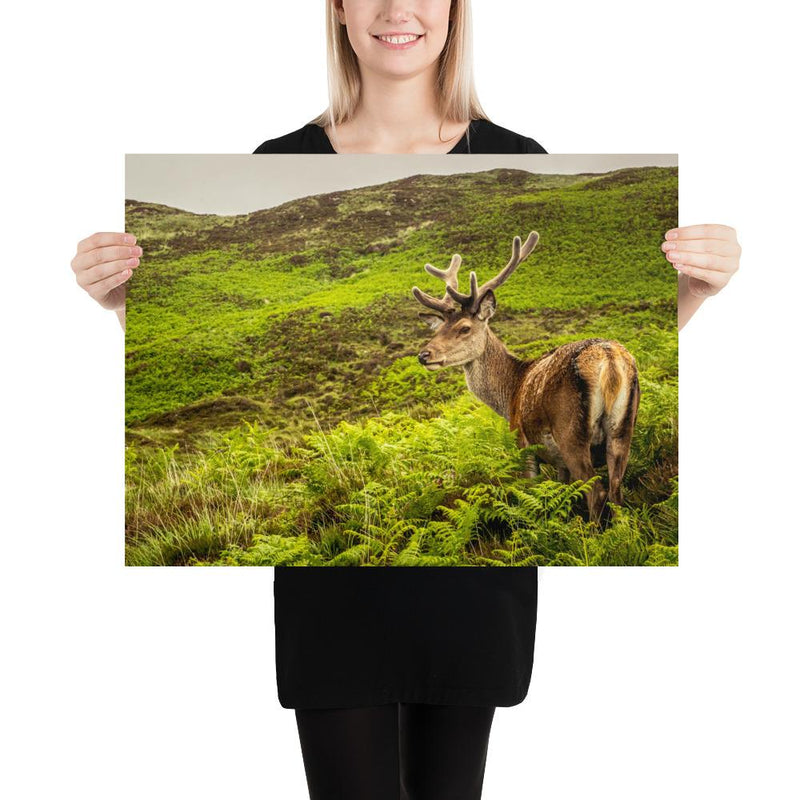 Prince of the Forest - Go Wild Photography [description]  [price]