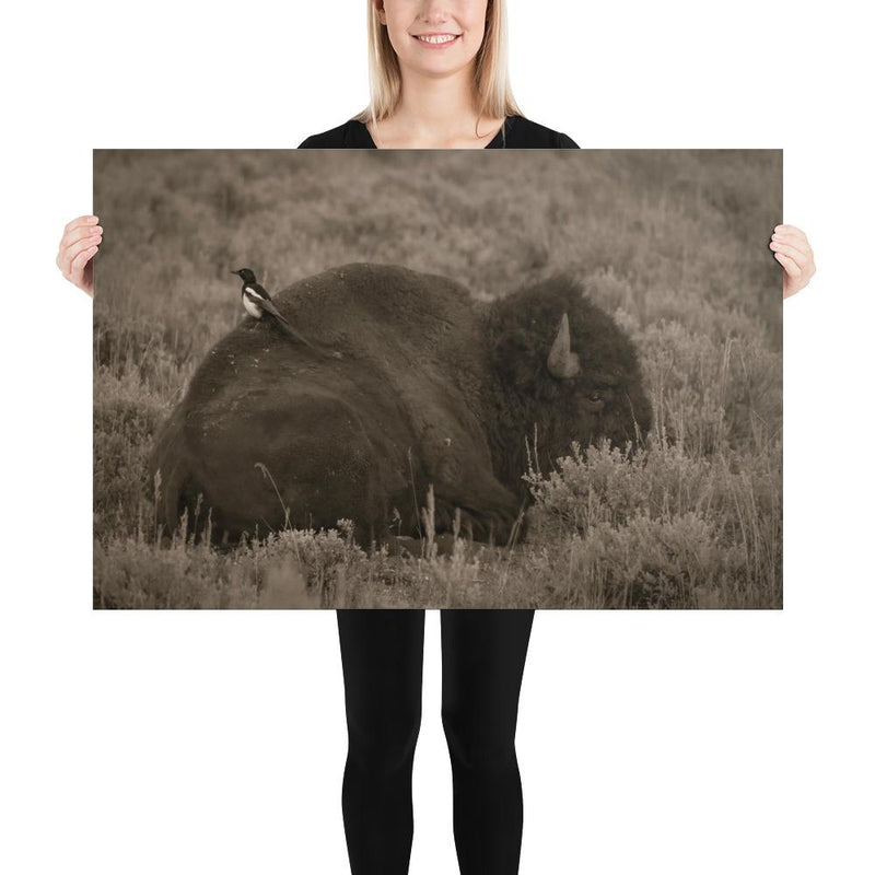 The Bison and the Magpie - Go Wild Photography [description]  [price]