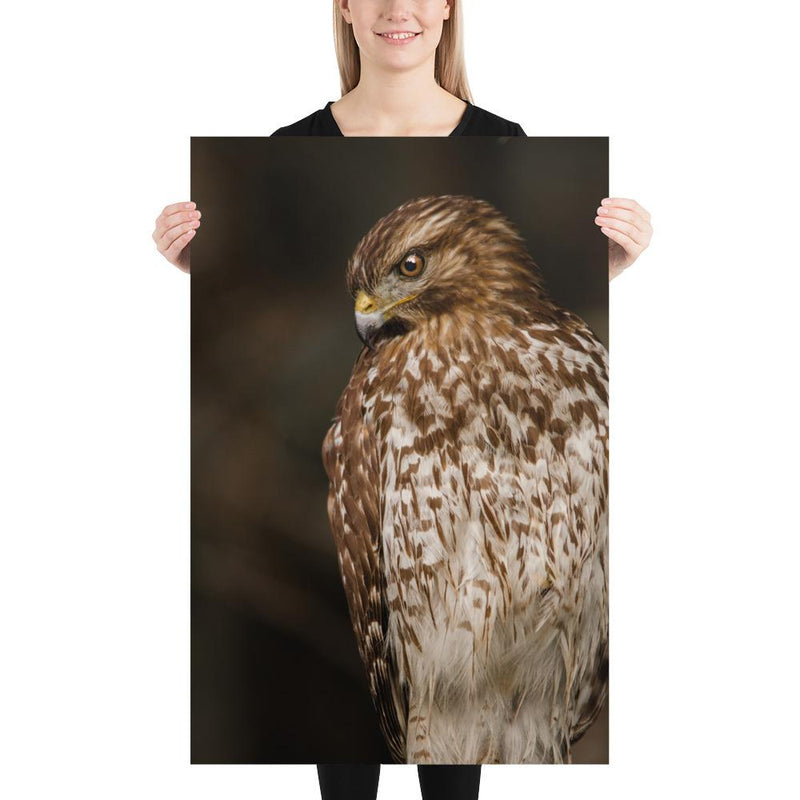 Red Shouldered Hawk - Go Wild Photography [description]  [price]