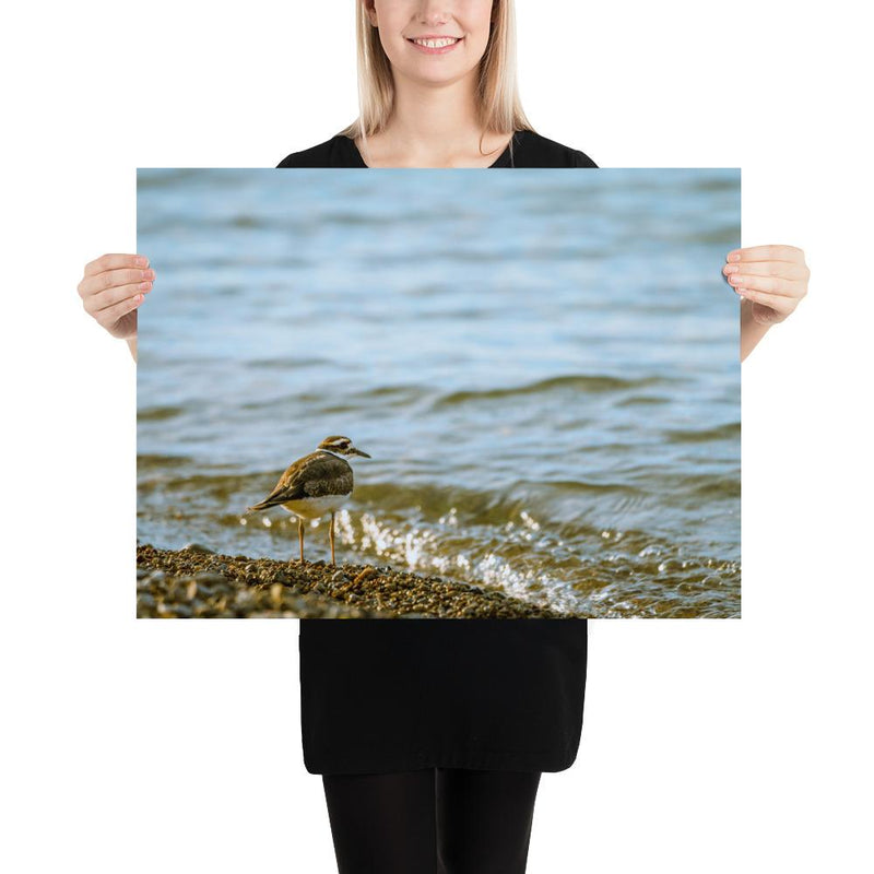 Sand Piper - Go Wild Photography [description]  [price]