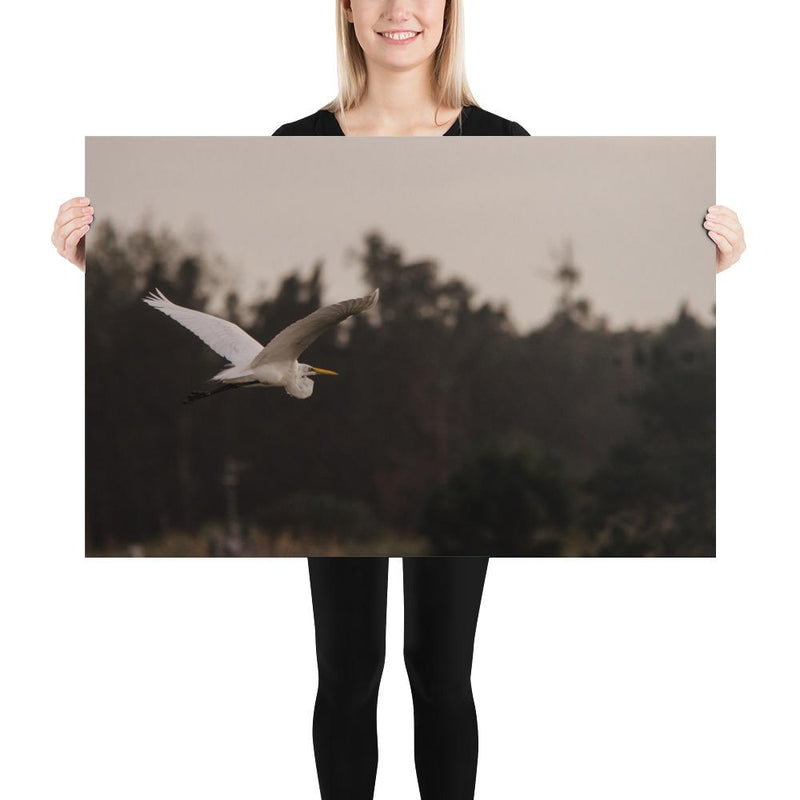 Cattle Egret - Go Wild Photography [description]  [price]