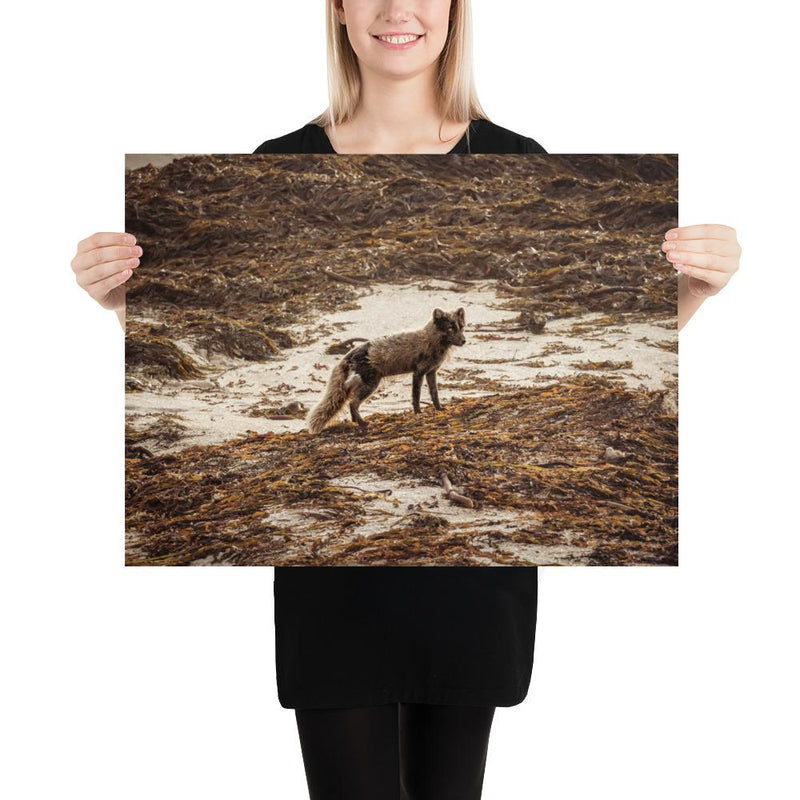 Vulpes - Go Wild Photography [description]  [price]