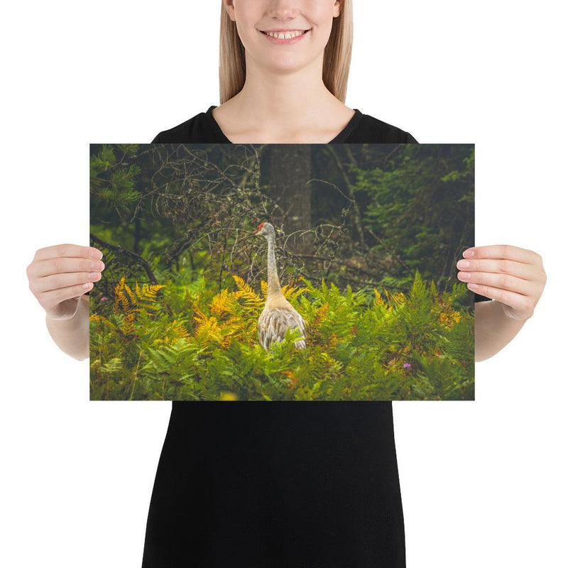 Sandhill Crane - Go Wild Photography [description]  [price]