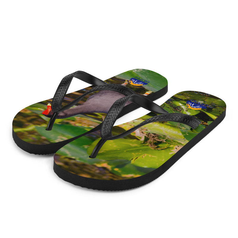 Common Moorhen Flip-Flops - Go Wild Photography [description]  [price]
