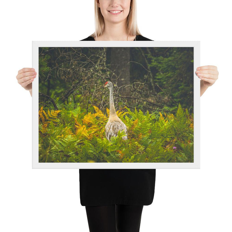 Sandhill Crane - Go Wild Photography [description]  [price]