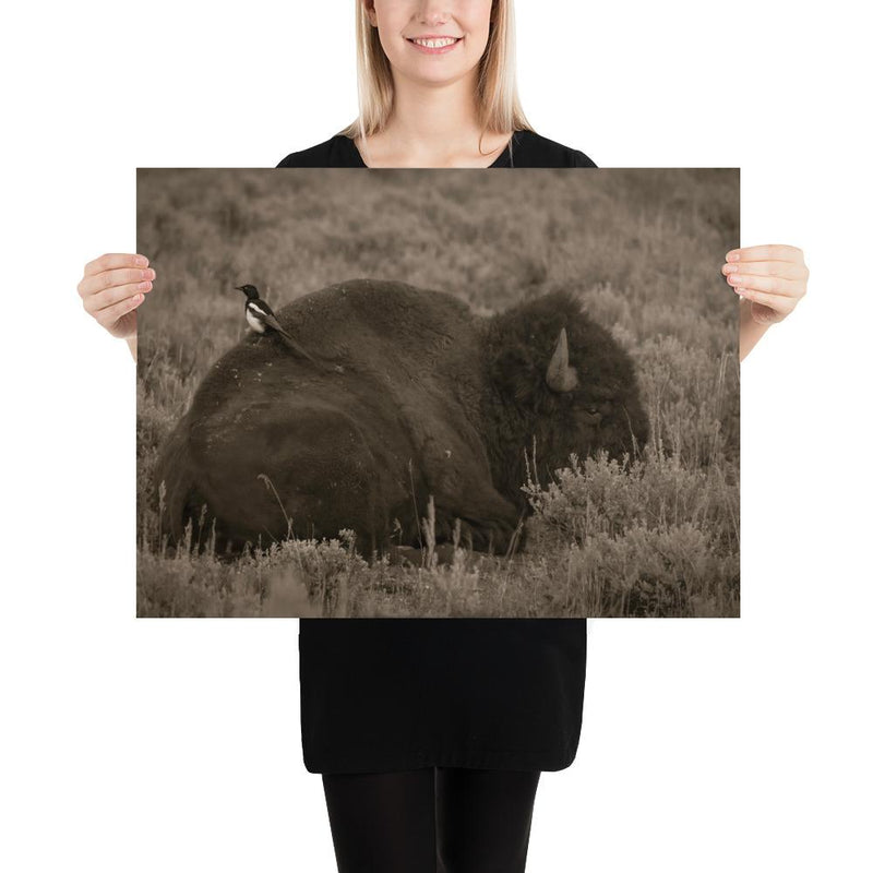 The Bison and the Magpie - Go Wild Photography [description]  [price]