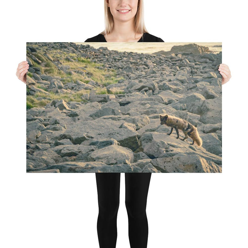 Arctic Fox - Go Wild Photography [description]  [price]