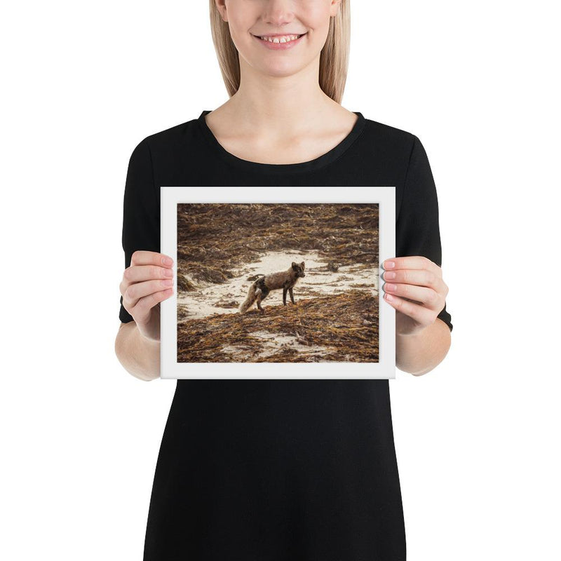 Vulpes - Go Wild Photography [description]  [price]