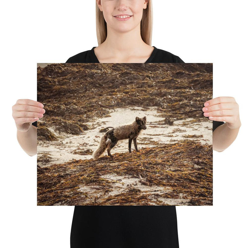 Vulpes - Go Wild Photography [description]  [price]