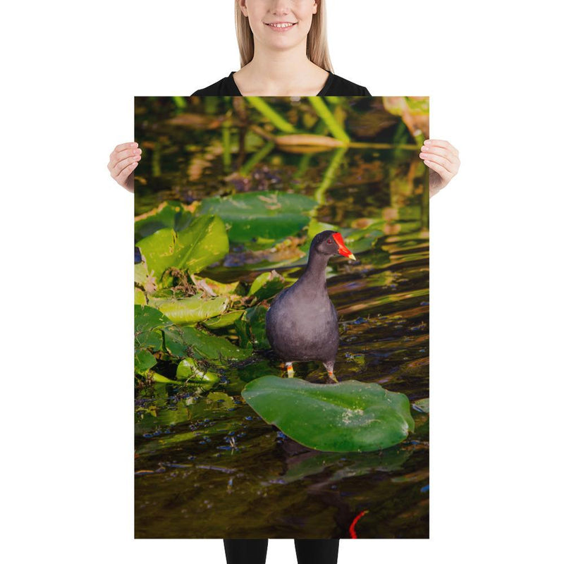 Common Moorhen - Go Wild Photography [description]  [price]