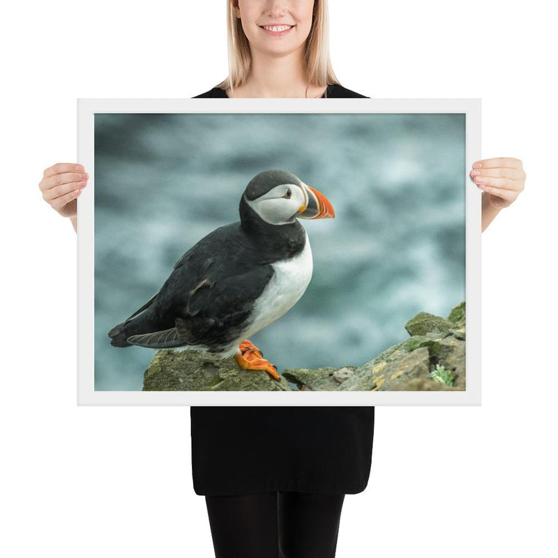 Atlantic Puffin - Go Wild Photography [description]  [price]