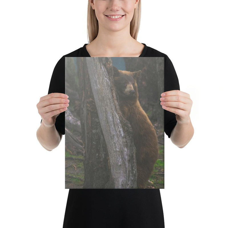 Bear Hug - Go Wild Photography [description]  [price]