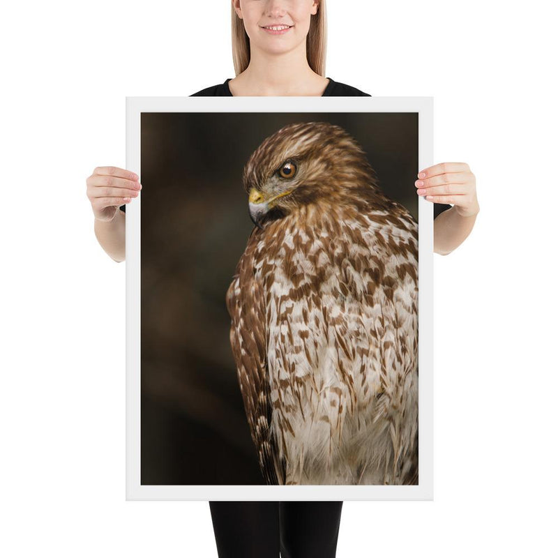 Red Shouldered Hawk - Go Wild Photography [description]  [price]