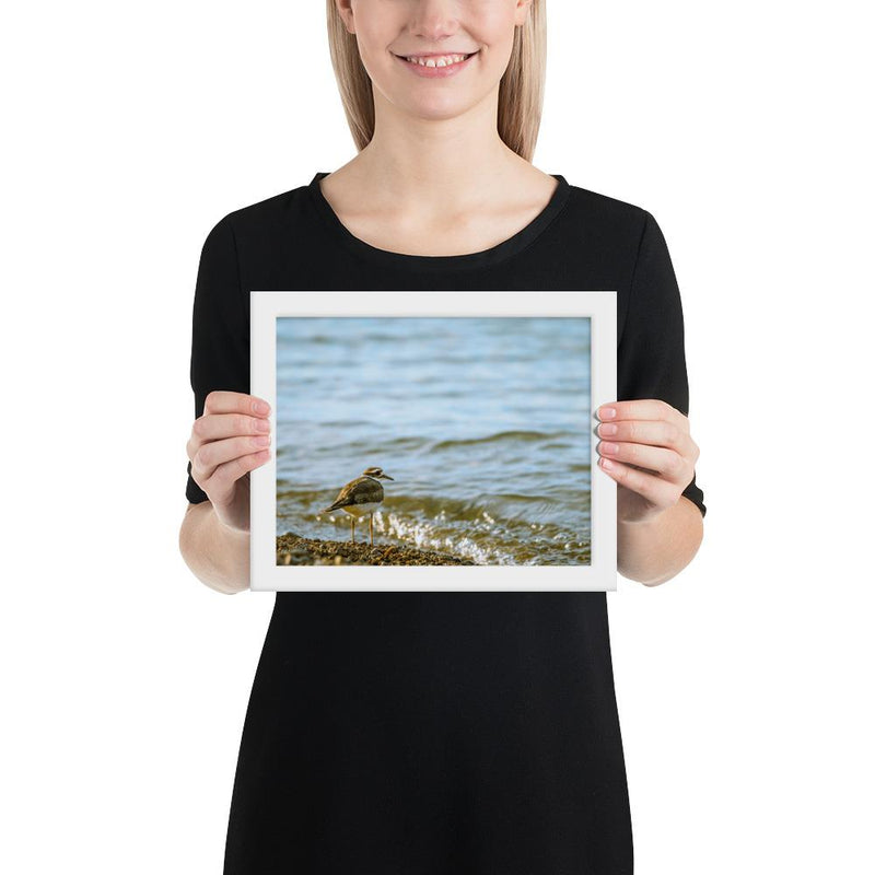 Sand Piper - Go Wild Photography [description]  [price]