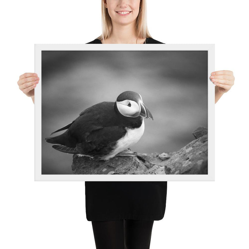 Atlantic Puffin Black and White - Go Wild Photography [description]  [price]