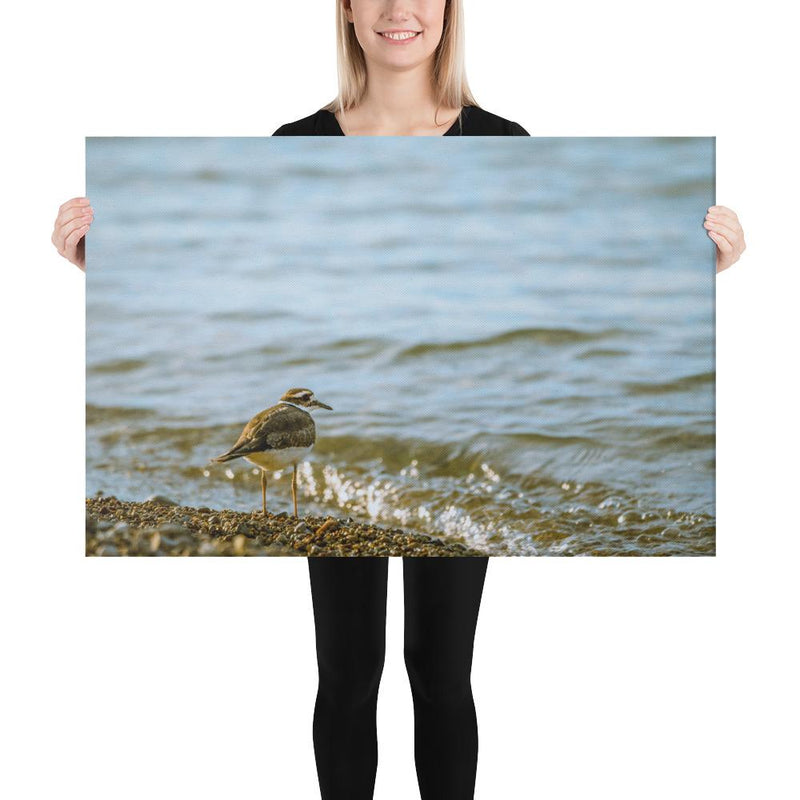 Sand Piper - Go Wild Photography [description]  [price]